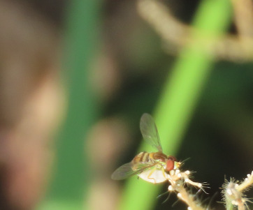 Unknown species found near Netherwood Park, Albuquerque, NM, USA