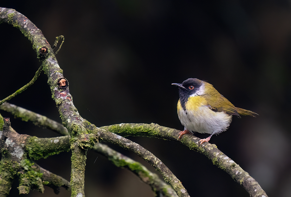 Black-faced Apalis photo