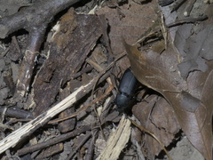 Centronopus opacus