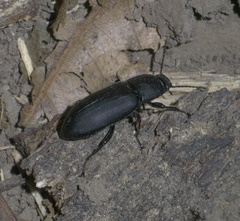 Centronopus opacus