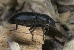 Centronopus opacus