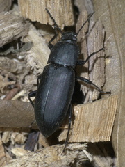 Centronopus opacus