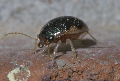 Shiny Round Sand Beetle photo 3
