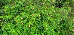 Abutilon × hybridum