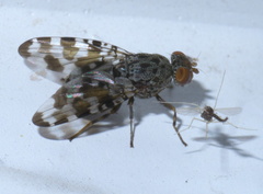 Pseudotephritis approximata