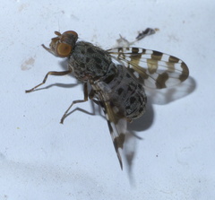 Pseudotephritis approximata