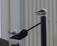 Chroicocephalus ridibundus