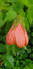 Abutilon × hybridum