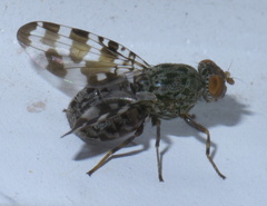 Pseudotephritis approximata