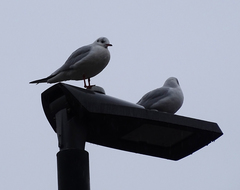 Chroicocephalus ridibundus