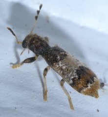 Pelonium leucophaeum