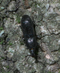 Cossonus