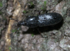 Cossonus