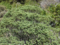 Veronica topiaria