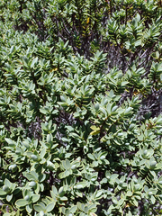 Veronica topiaria