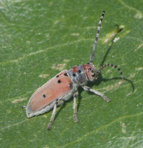 Ringed Long-horned Beetle photo 2