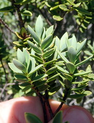 Veronica topiaria