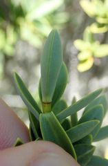 Veronica topiaria