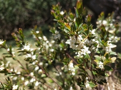 Pimelea axiflora