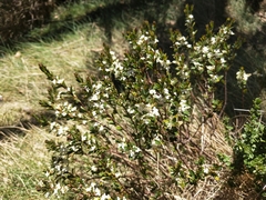 Pimelea axiflora