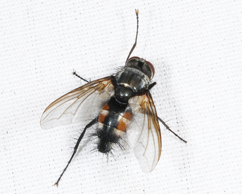 Unknown species found near Groton yard, MA, USA