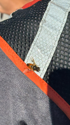 Unknown species found near Burlington, VT, US