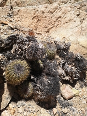 Copiapoa decorticans