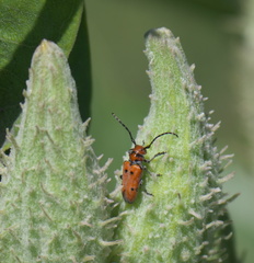 Tetraopes annulatus