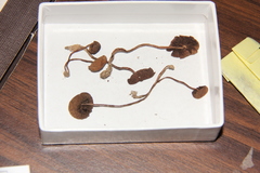 Psilocybe gallaeciae
