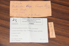 Psilocybe gallaeciae