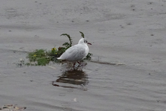 Chroicocephalus ridibundus