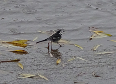Motacilla alba yarrellii