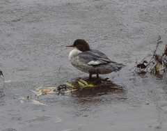 Mergus merganser