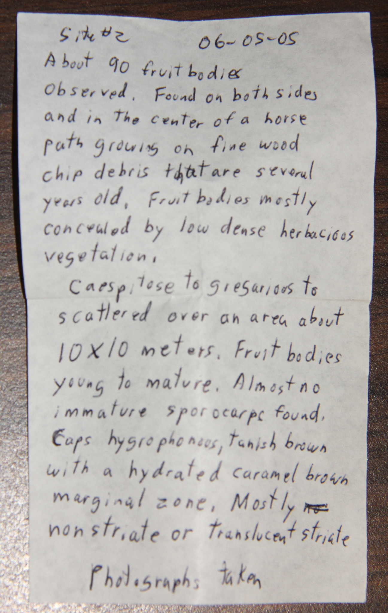Psilocybe ovoideocystidiata image