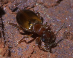 Omonadus floralis