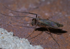 Glyptotendipes testaceus