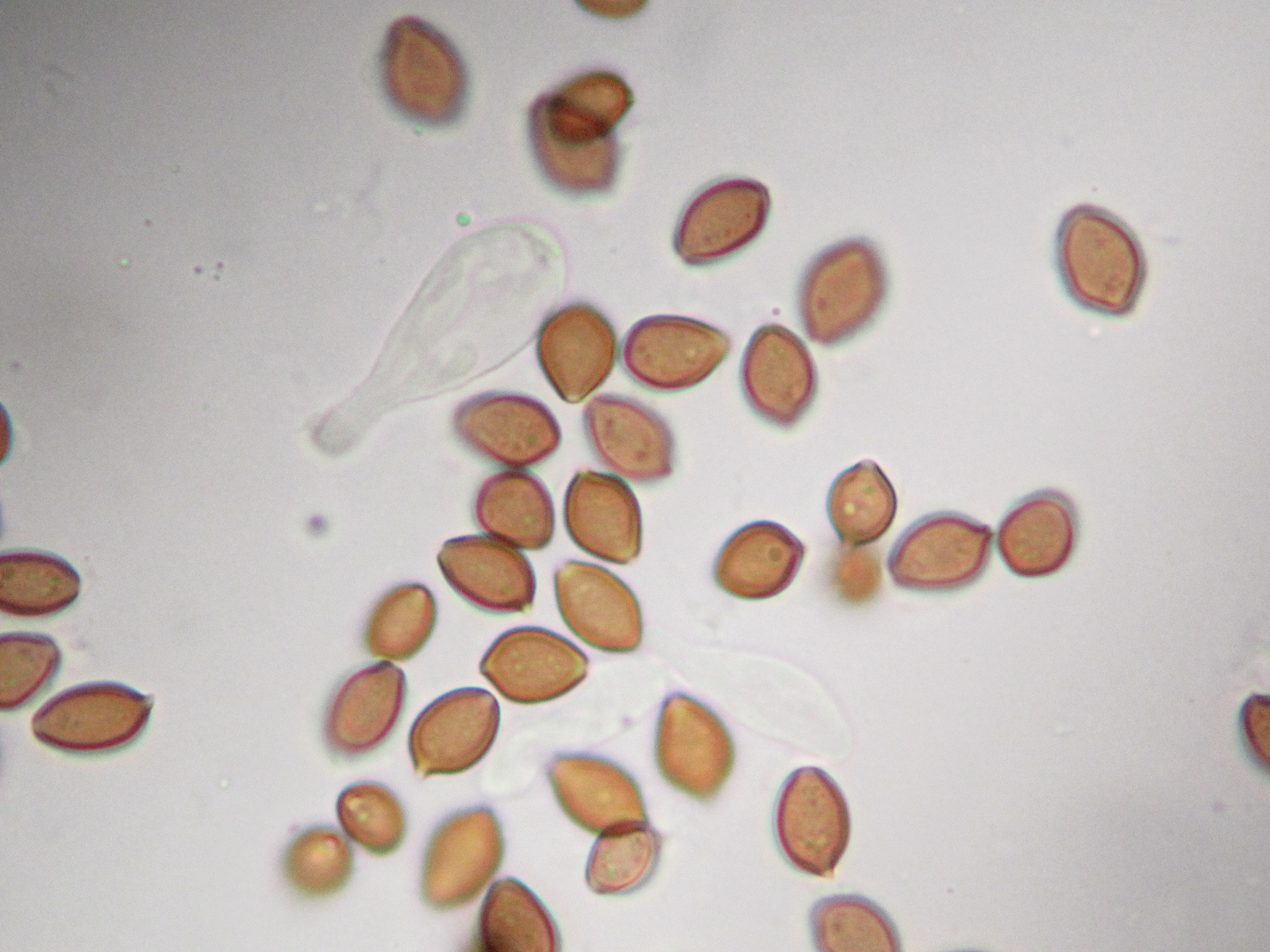 Psilocybe ovoideocystidiata image