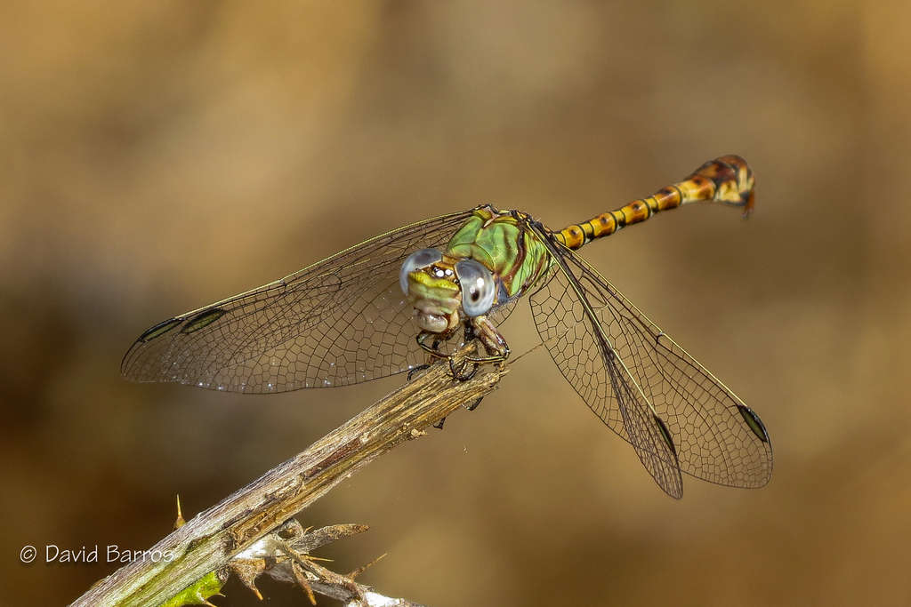 Common Hooktail