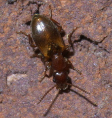 Omonadus floralis