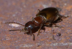 Omonadus floralis