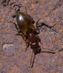 Omonadus floralis