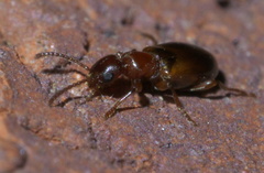 Omonadus floralis