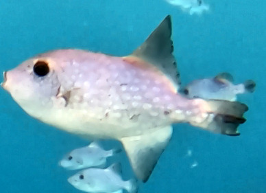 Rough triggerfish