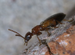 Omonadus floralis