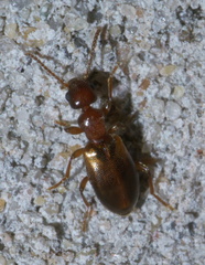 Omonadus floralis