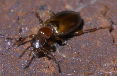 Omonadus floralis