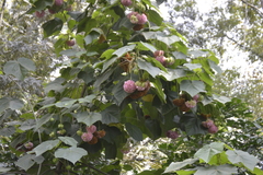 Dombeya × cayeuxii