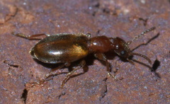 Omonadus floralis