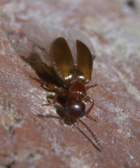 Omonadus floralis