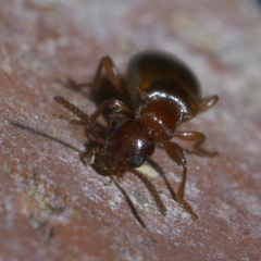 Omonadus floralis